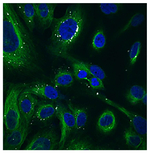Fluoromount-G&trade; Slide Mounting Medium