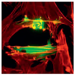 Fluoromount-G&trade; Slide Mounting Medium