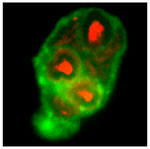 Fluoromount-G&trade; Slide Mounting Medium
