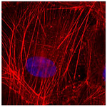 Fluoromount-G&trade; Slide Mounting Medium