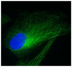 Fluoromount-G&trade; Slide Mounting Medium