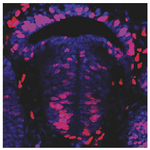 Fluoromount-G&trade; Slide Mounting Medium