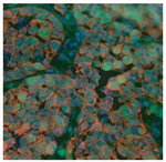 Fluoromount-G&trade; Slide Mounting Medium