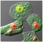 Fluoromount-G&trade; Slide Mounting Medium
