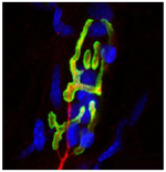 Fluoromount-G&trade; Slide Mounting Medium