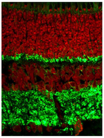 Fluoromount-G&trade; Slide Mounting Medium