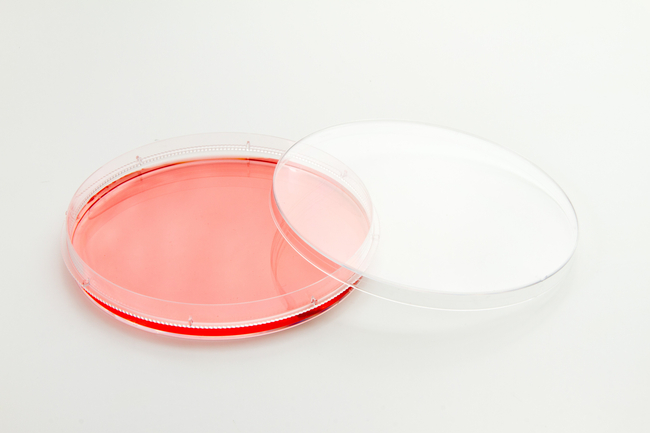 Nunc™ EasYDish™ Cell Culture Dishes, TC Surface